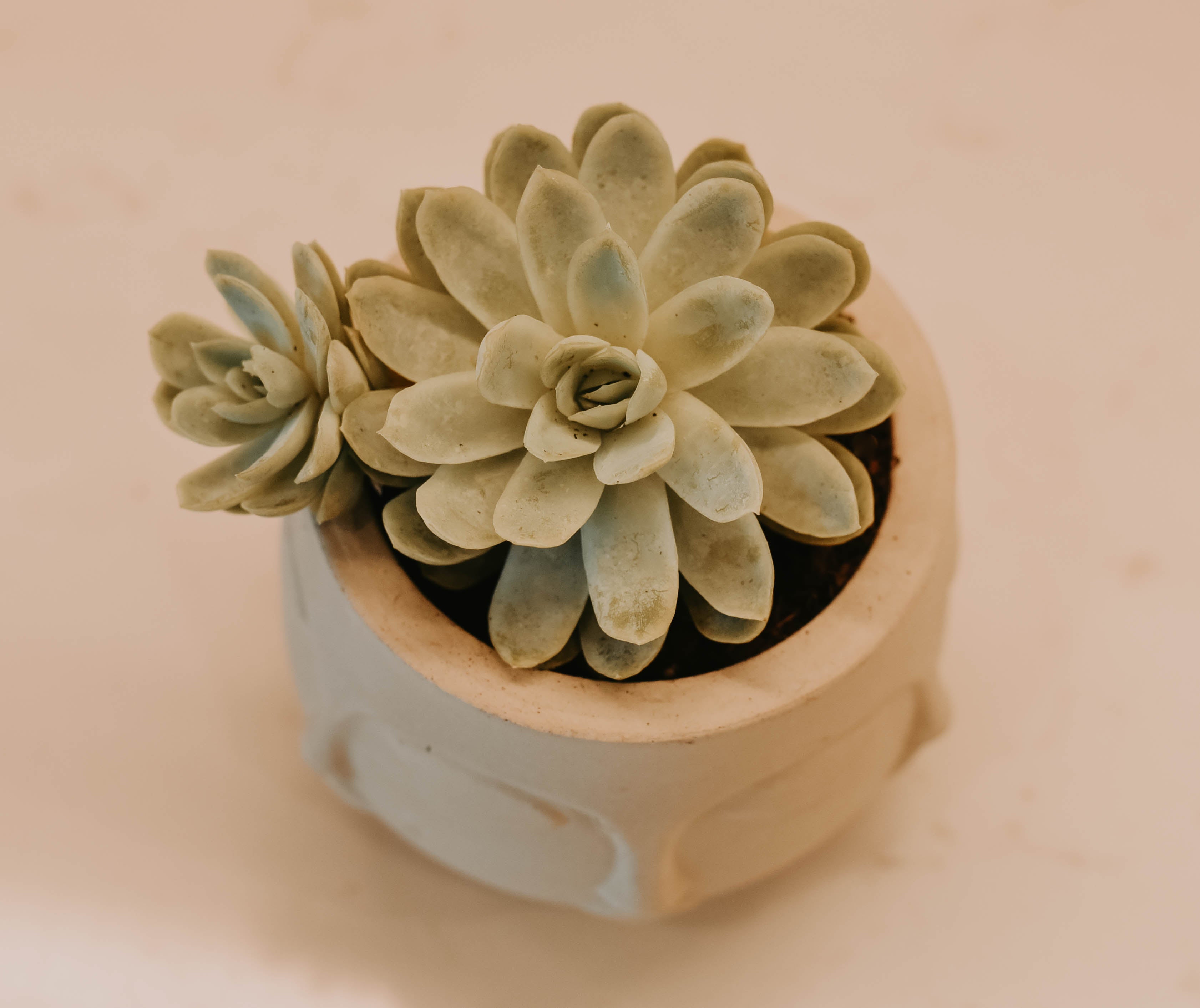 Baby Face Pot & Succulent